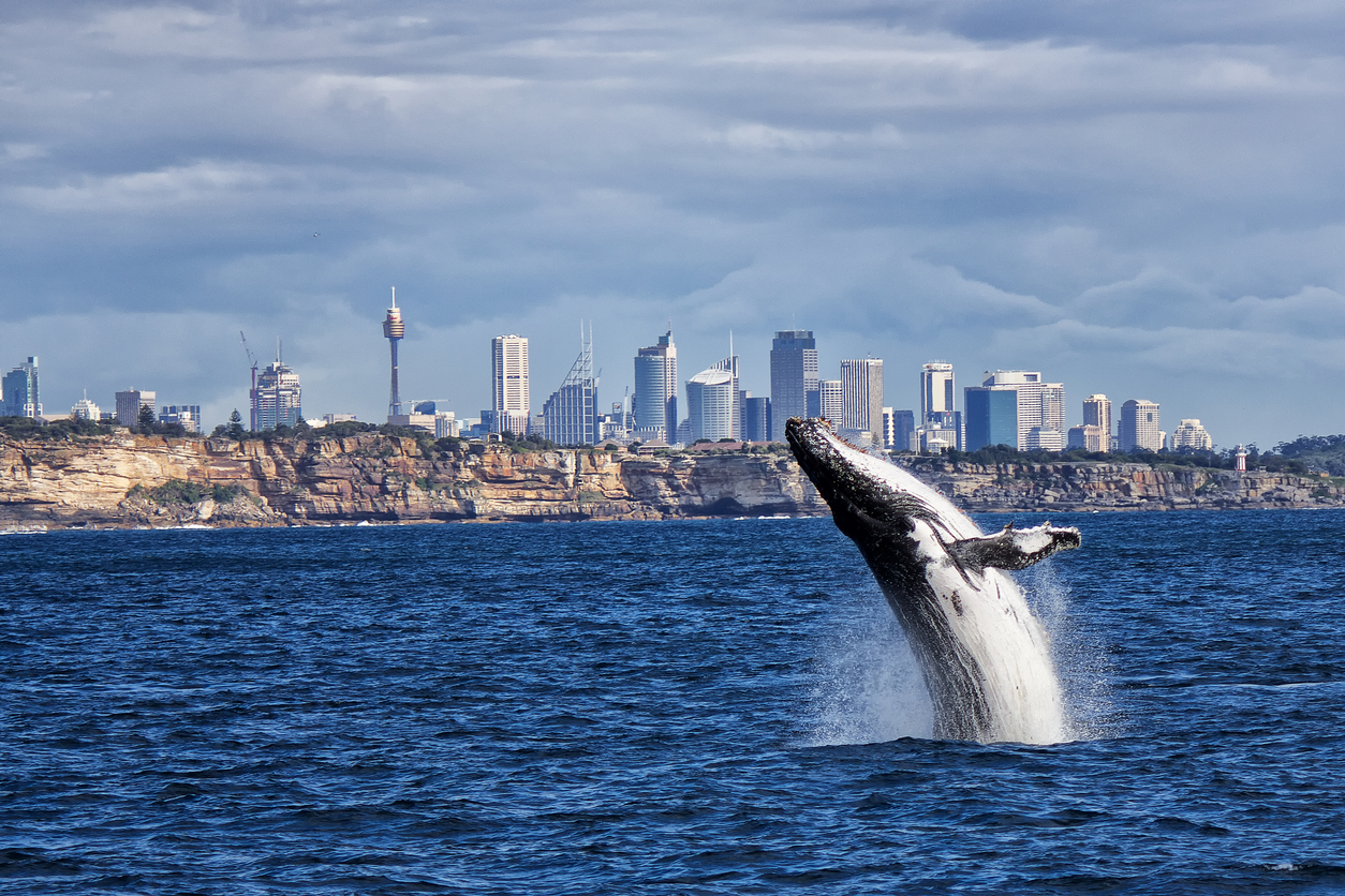 The 5 Most Popular Whale Watching Towns in Australia | Whale Watching