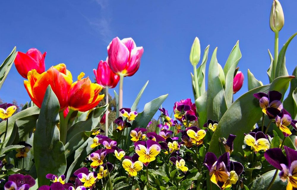 https://needabreak.com/cms/wp-content/uploads/2018/09/bigstock-Tulips-at-Canberra-s-Floriade-16446800-crop-e1543469450527-1000x640.jpg