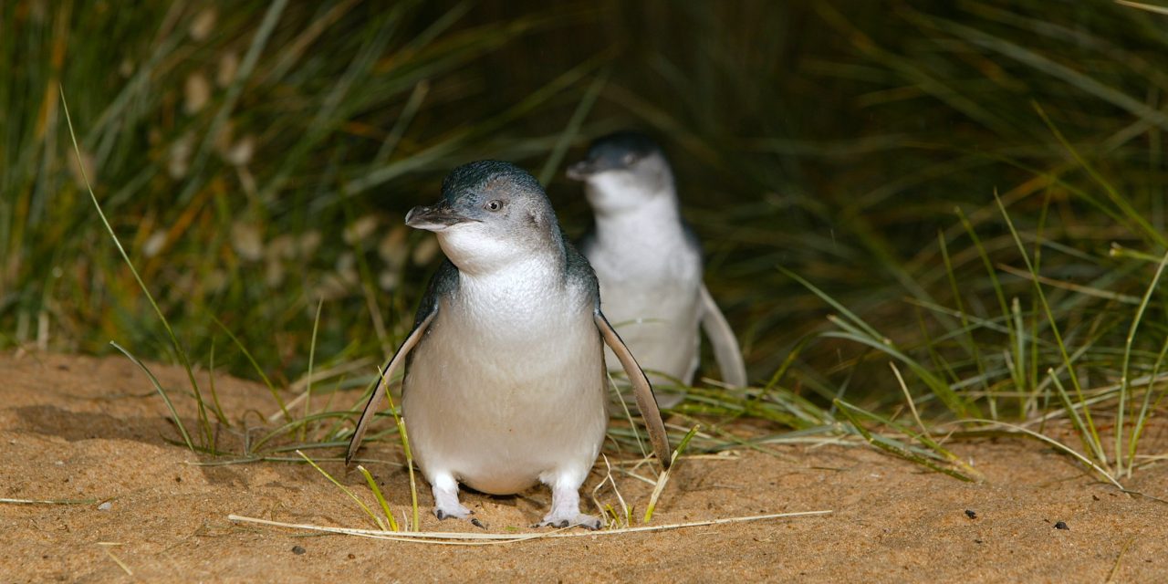 https://needabreak.com/cms/wp-content/uploads/2019/03/Phillip-Island-Penguin-Parade.-Image-courtesy-of-Phillip-Island-Nature-Parks-1280x640.jpg