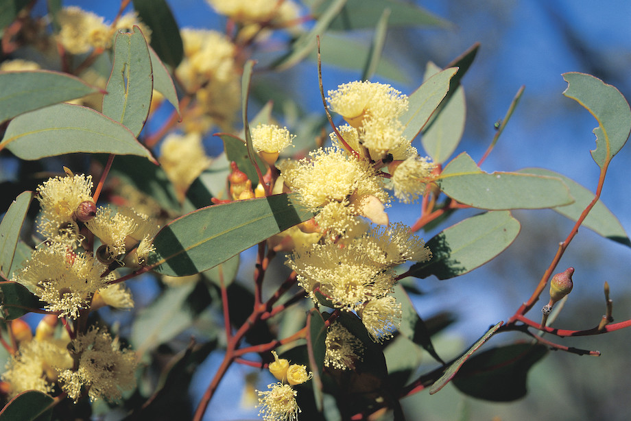 https://needabreak.com/cms/wp-content/uploads/2019/03/Visit-Kalgoorlie-in-wildflower-season.-Image-courtesy-of-Tourism-Western-Australia.jpg