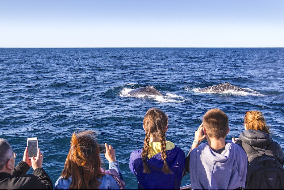 top spots whale watching