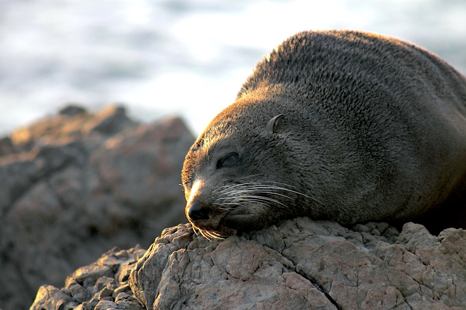 Arctocephalus forsteri, the New Zealand fur seal, southern fur seal or long-nosed fur seal at Cape Palliser, New Zealand