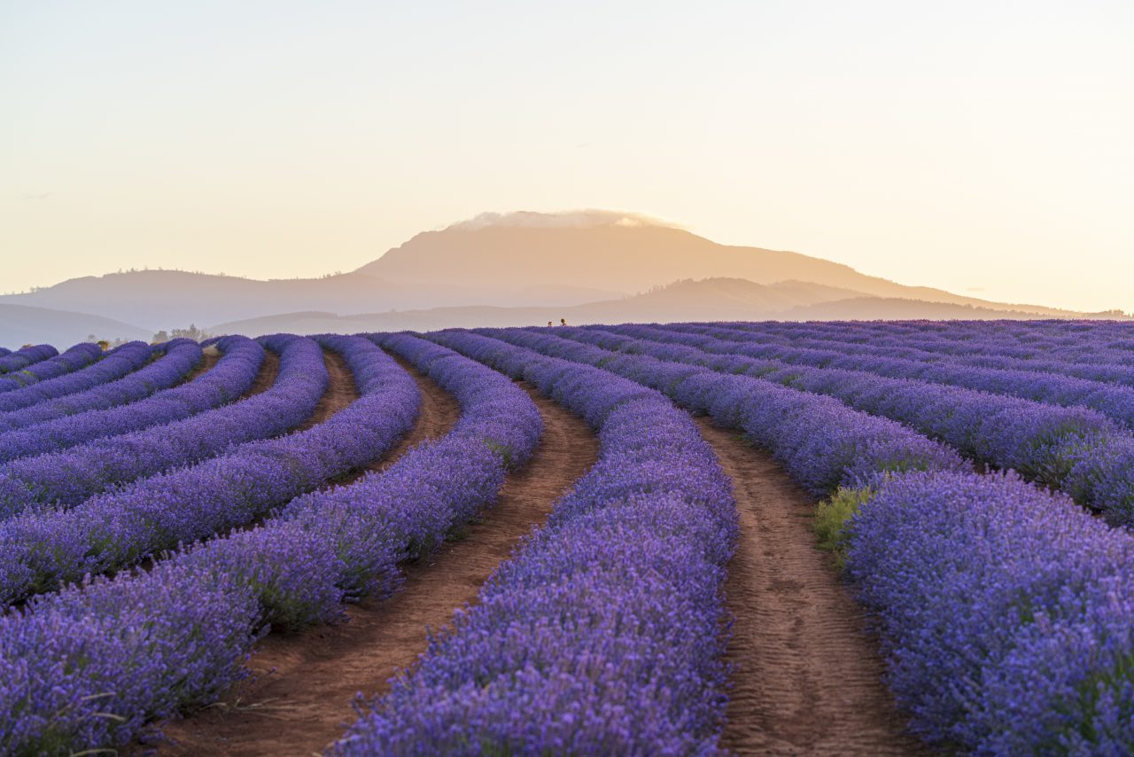 Rows of lavender at Bridestowe Lavender Estate - Image via Luke Tscharke