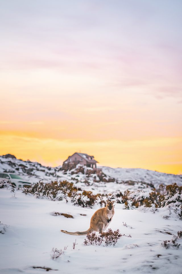 Wallabies in the snow at Ben Lomond. Image via Tim Whybrow