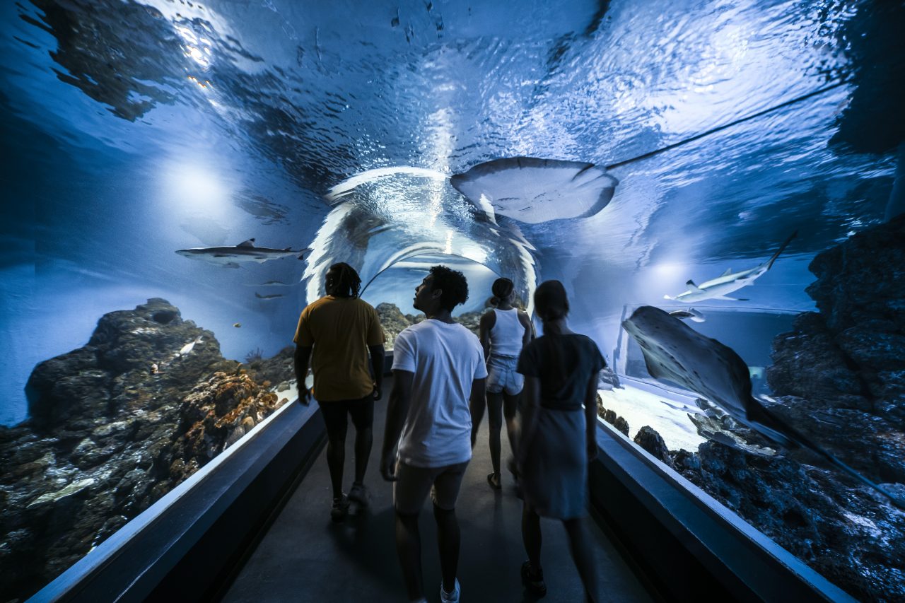 Explore the Cairns Aquarium. Image via Tourism and Events Queensland