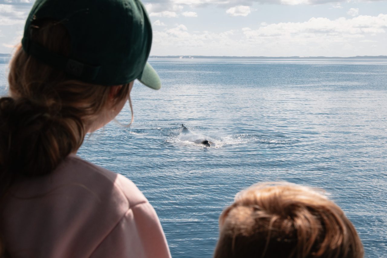 Whale watching at Hervey Bay, QLD