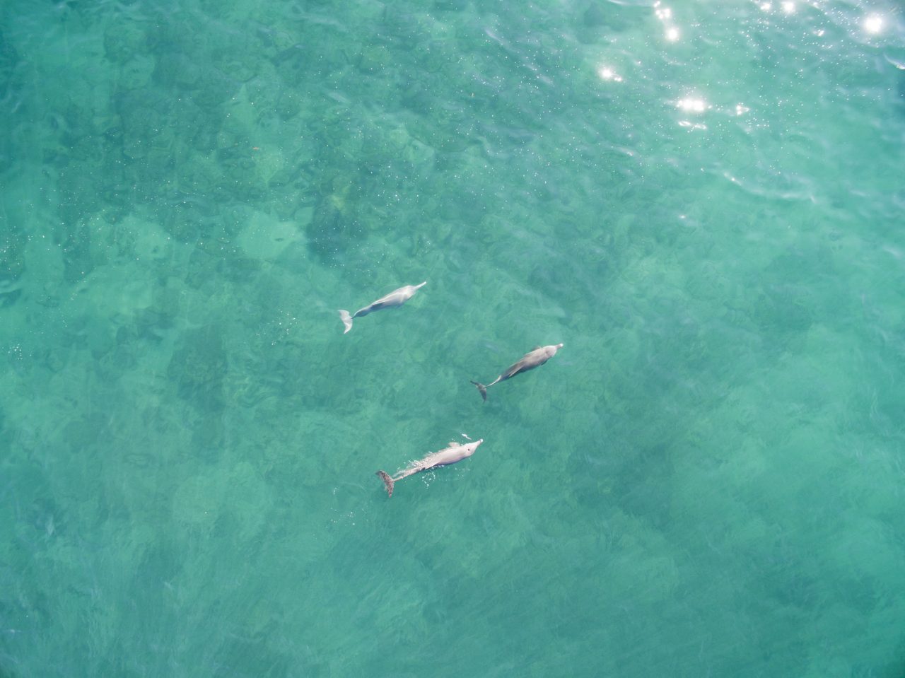 Dolphins at Mercedes Cove, Dampier Peninsula