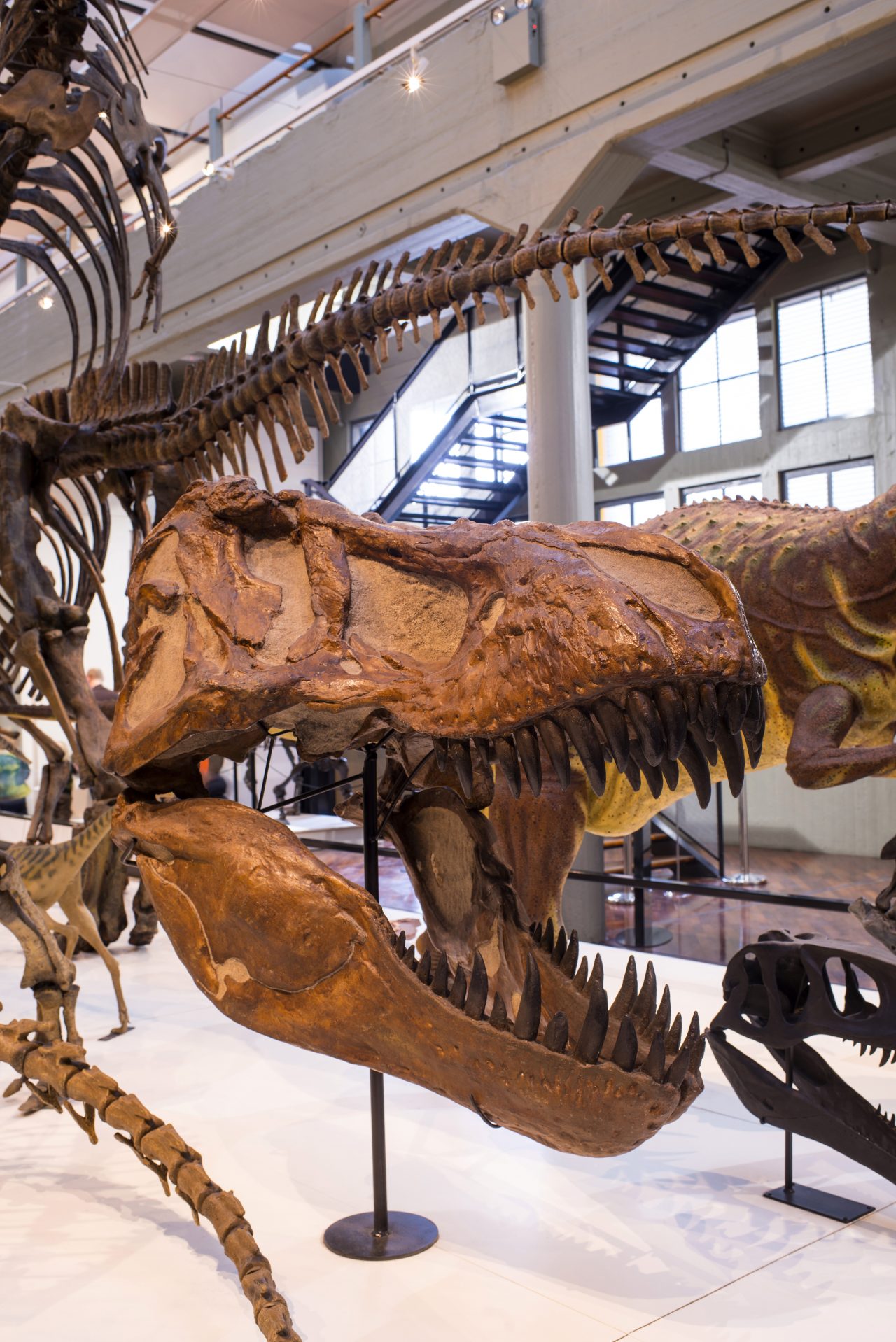 a close up of dinosaur bones in a museum.