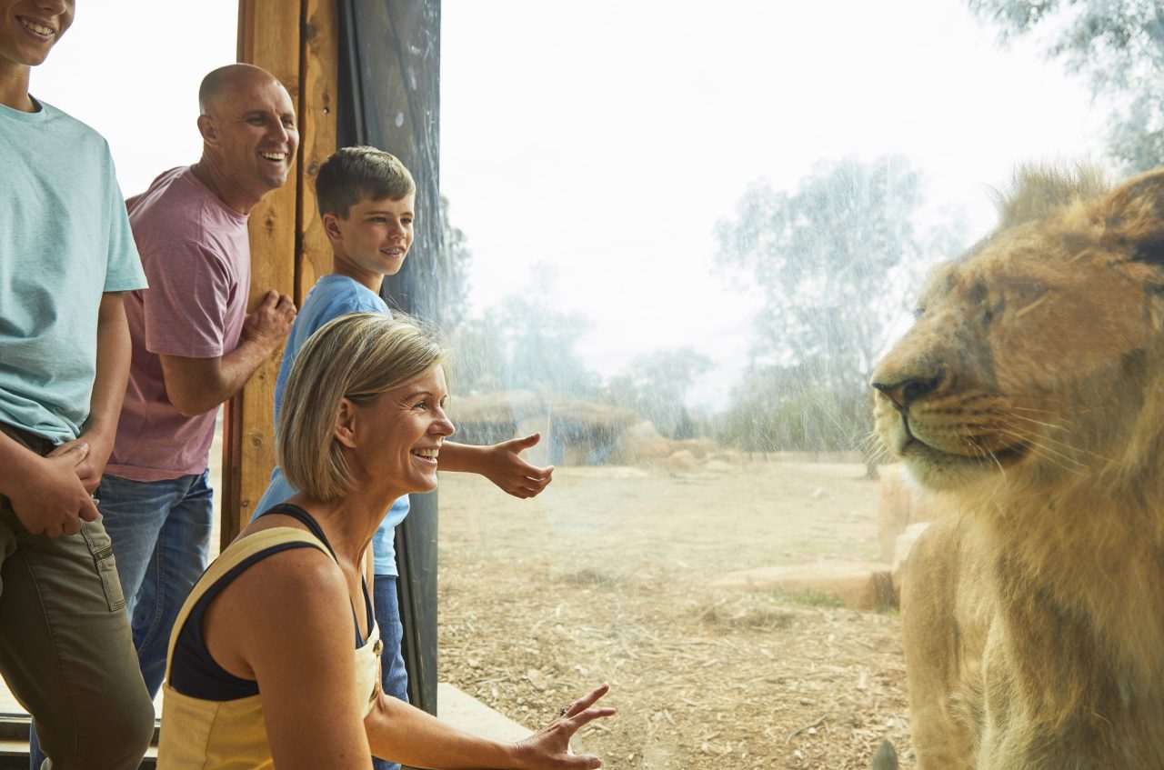 a family at the zoo looking looking at a male lion through the glass.