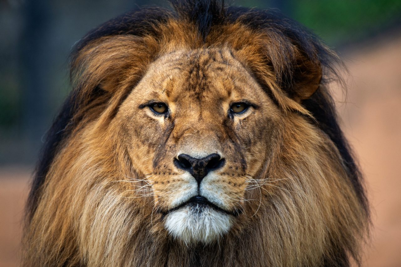 Close up of a male lion's face who is staring at the camera.