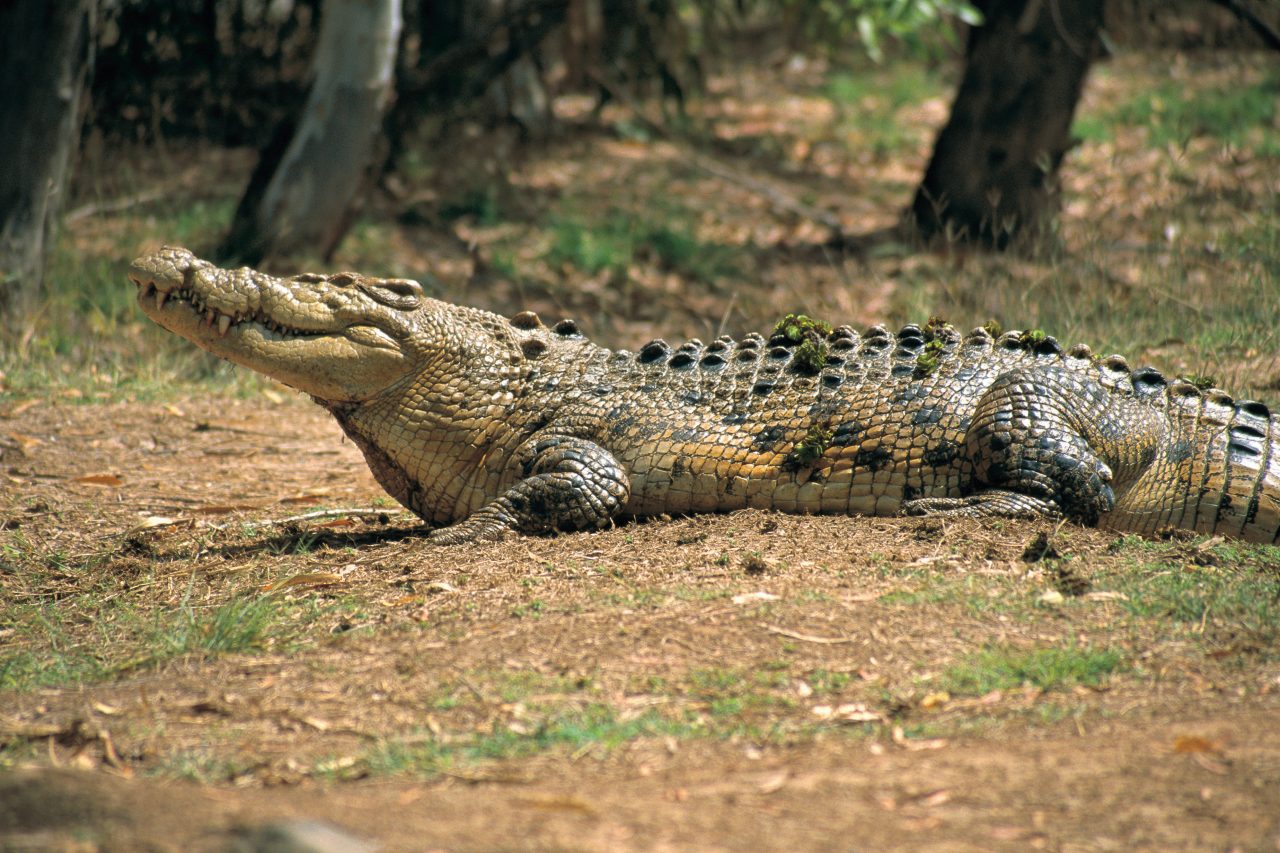 a close-up of a large crocodile walking on grass.