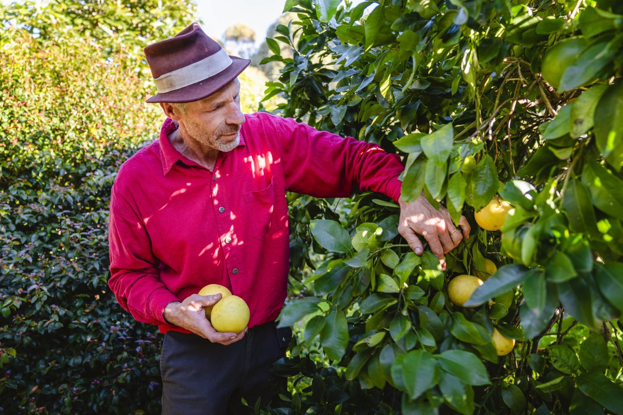 A man in a red shirt picking lemons from a farm.