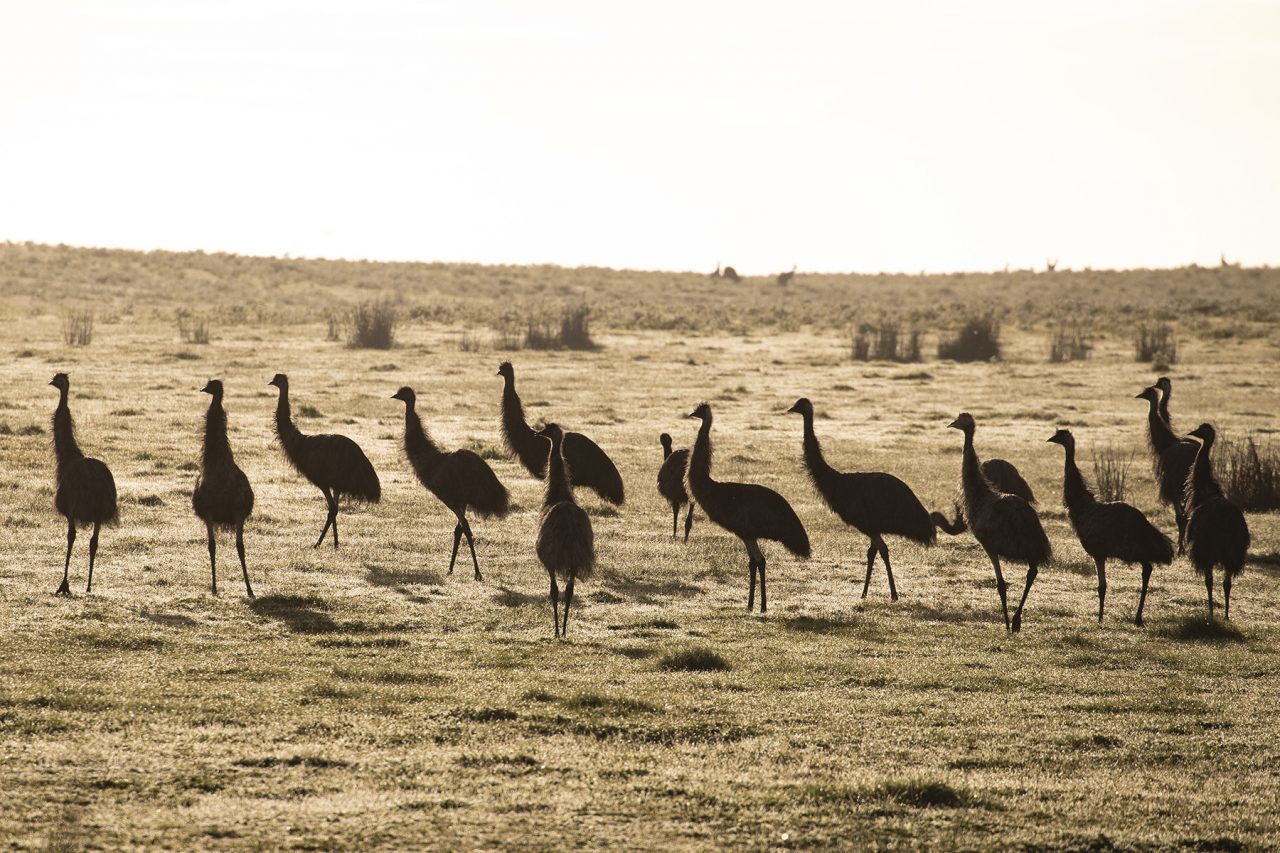 Emus standing around in a national park