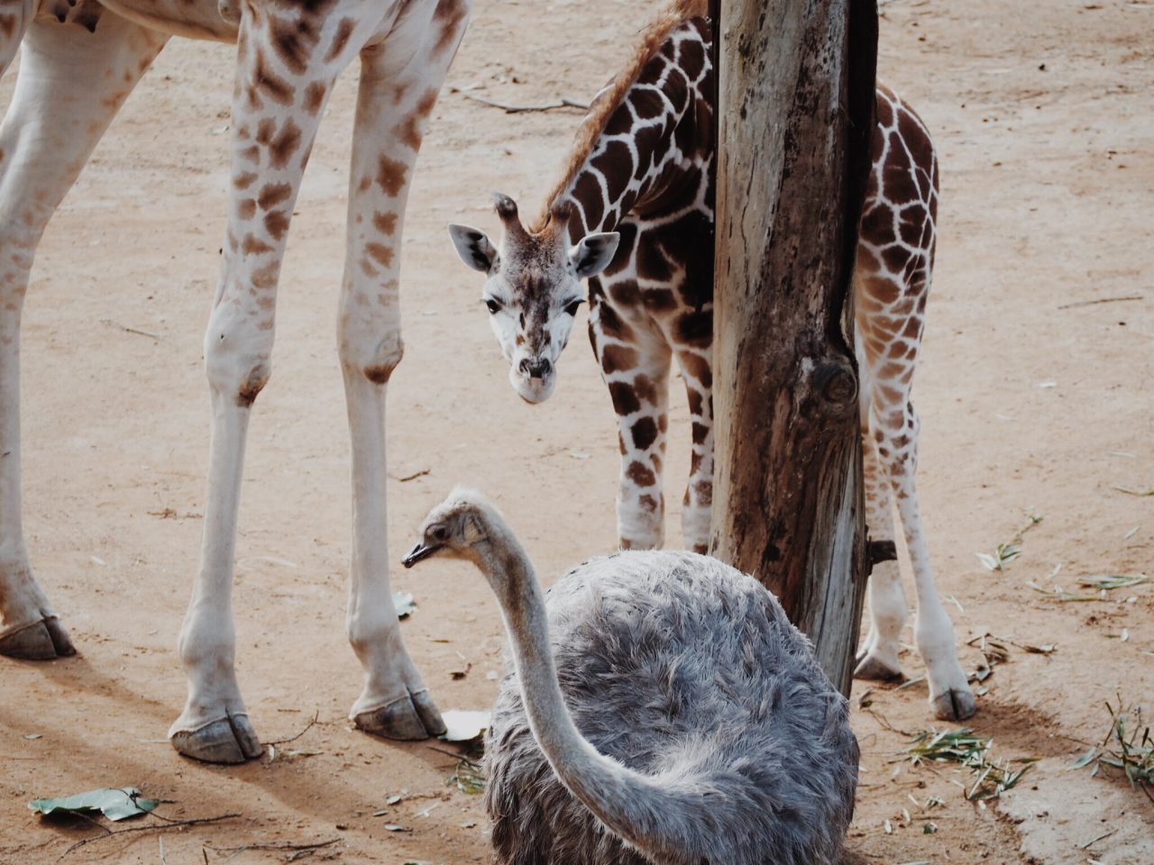 a close up of a baby giraffe who is looking at a baby emu on the dirt
