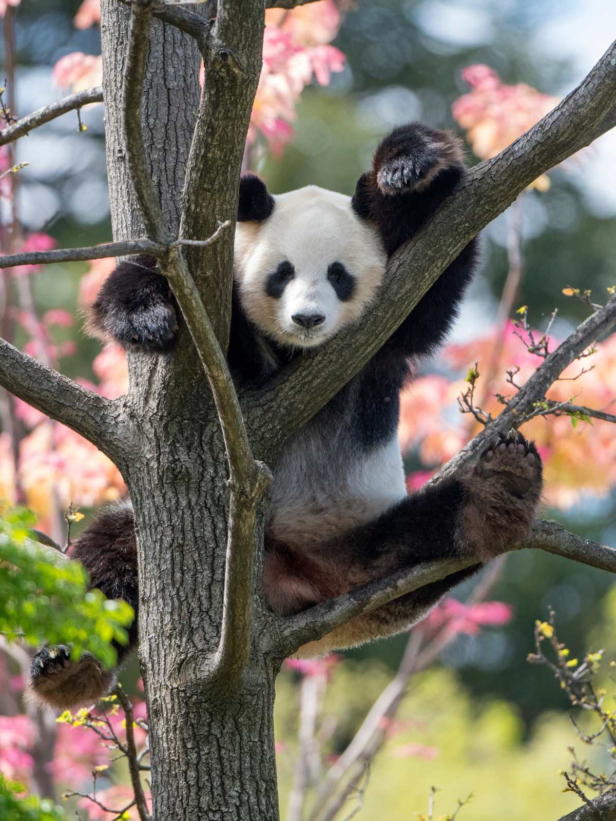 A Panda climbing in a tree