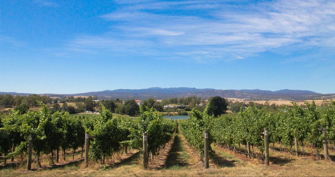Vines in Tasmania