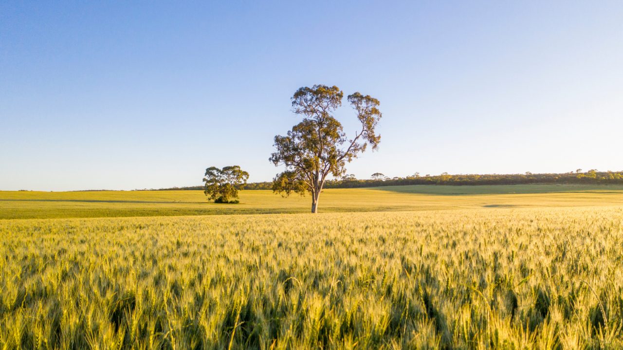 Tree in a field in the Clare Valley.