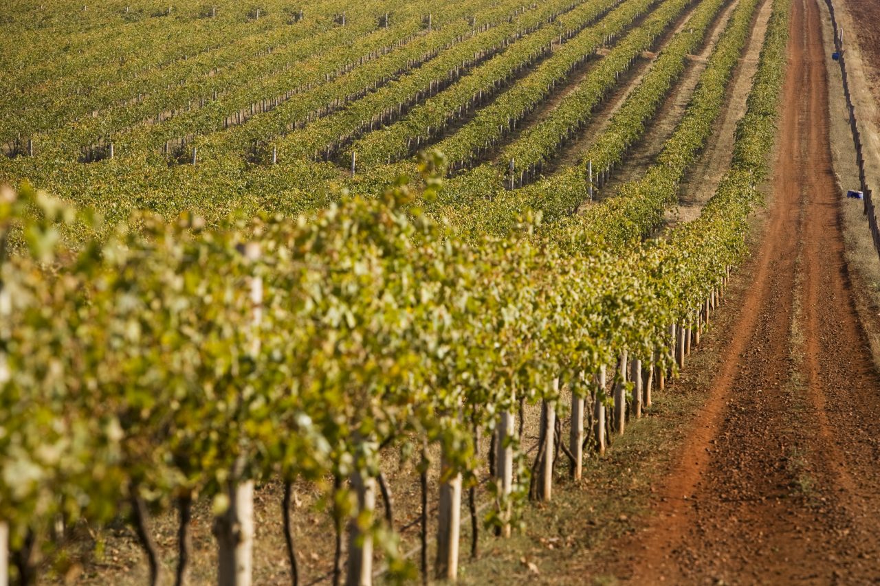 Wines at a vineyard.