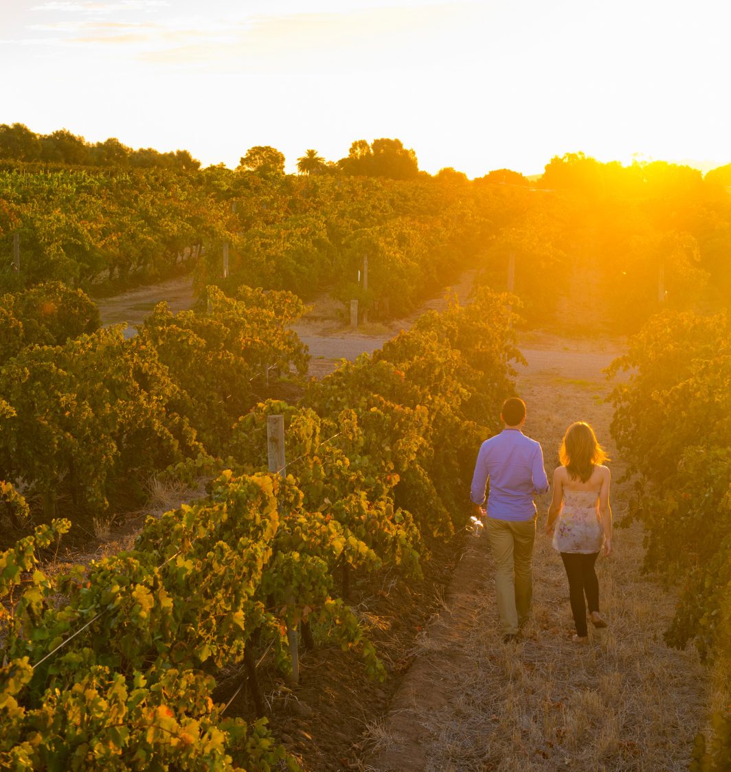Couple walking through vines at sunset