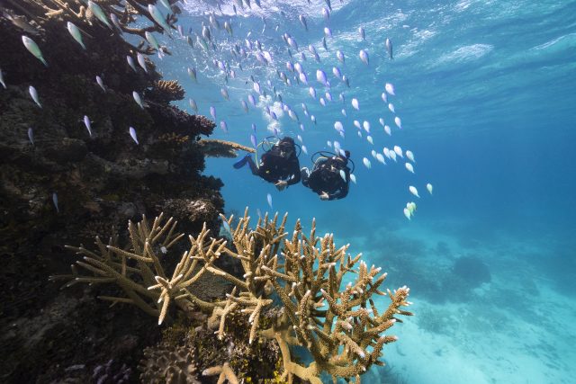 Guided day tours from the island to go diving and snorkelling on the Great Barrier Reef