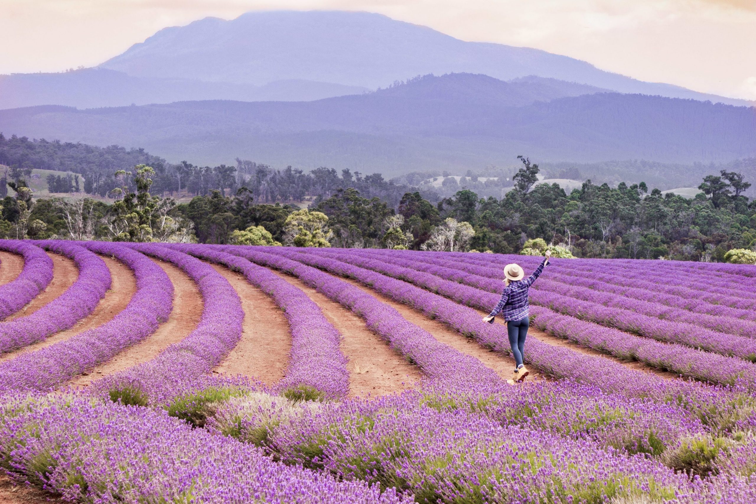 Bridestowe Lavender Estate, at Nabowla, Tasmania is considered one of the State's most spectacular vistas during flowering in December and January.